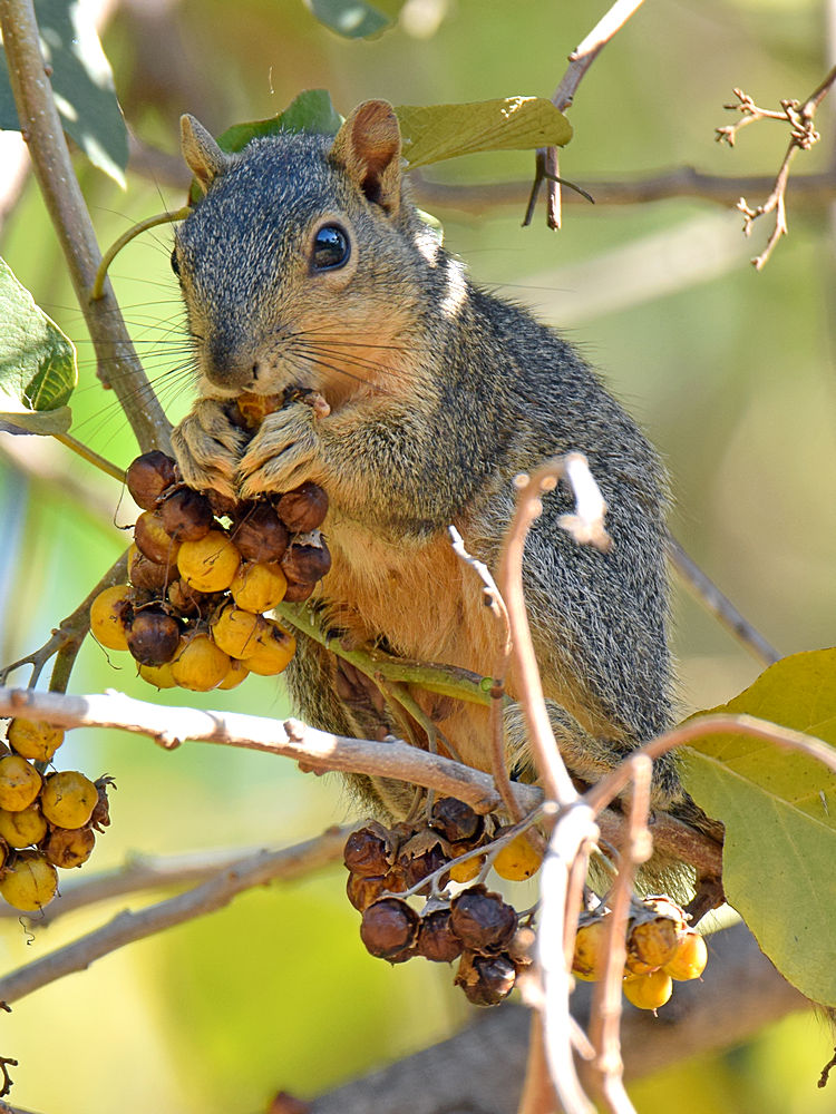 Squirrel.jpg