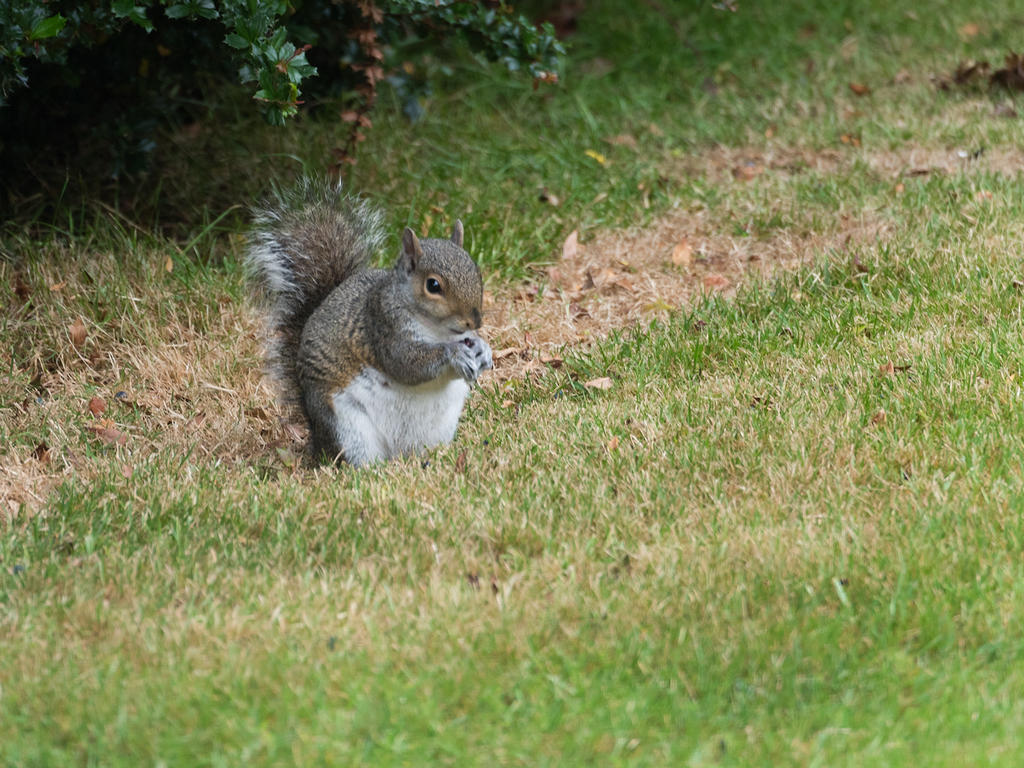 Squirrel.jpg