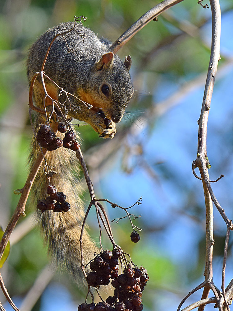 Squirrel.jpg
