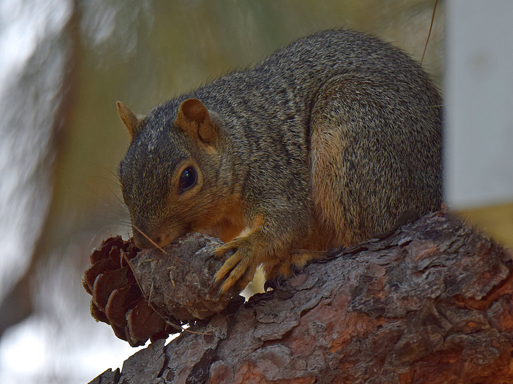 Squirrel.jpg