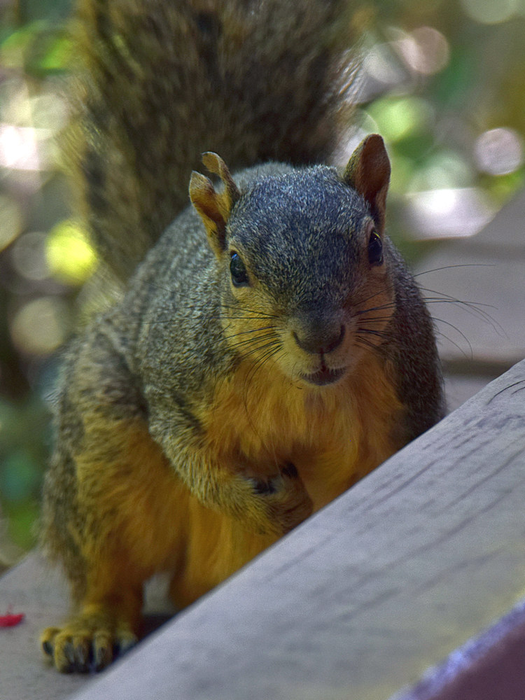 Squirrel.jpg