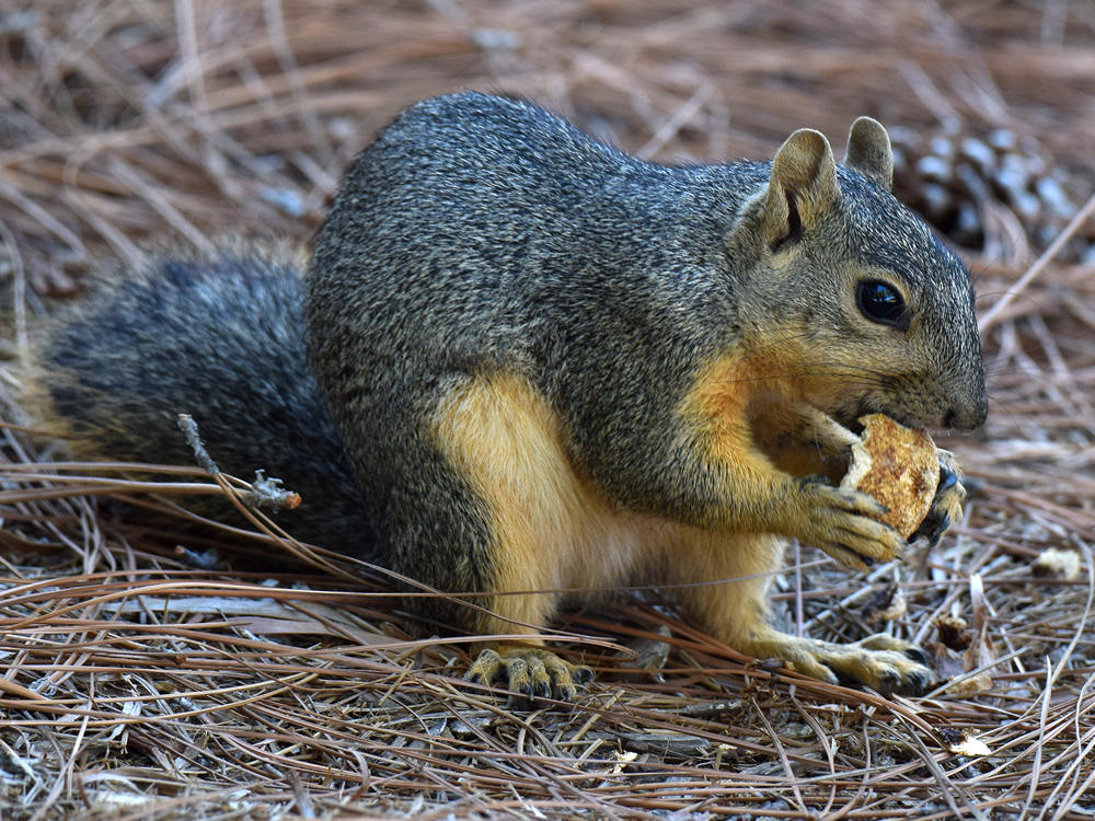Squirrel.jpg