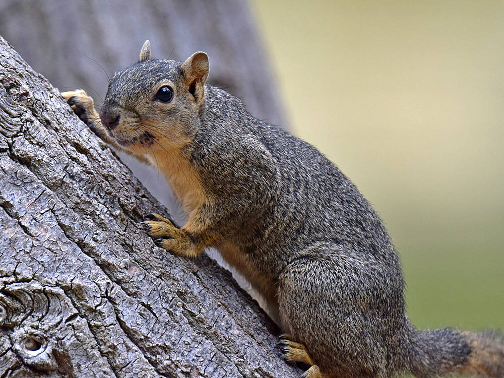 Squirrel.jpg