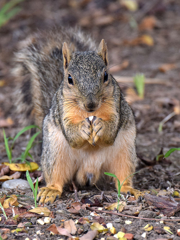 Squirrel.jpg