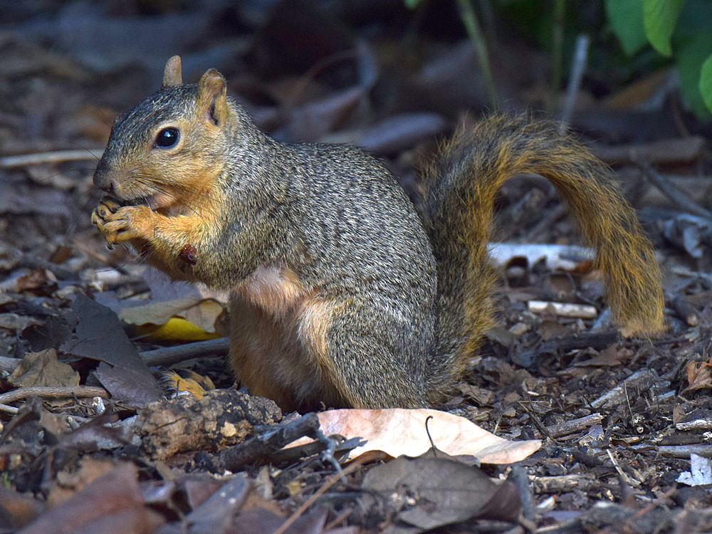 Squirrel.jpg