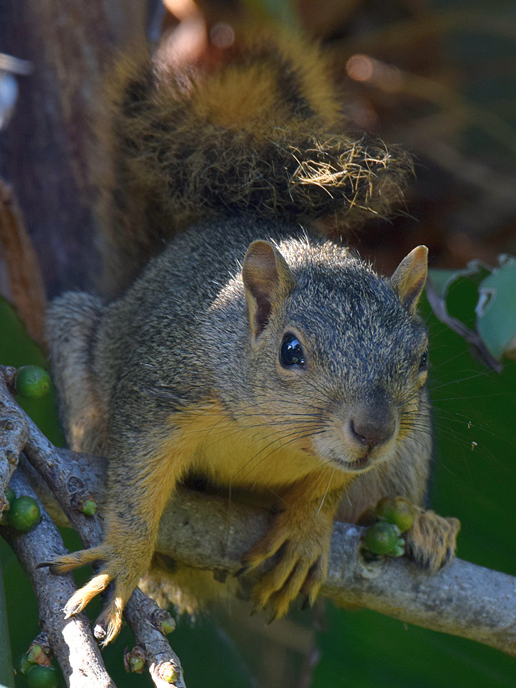 Squirrel.jpg
