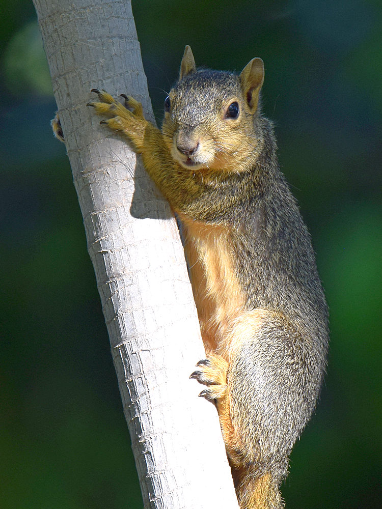 Squirrel.jpg