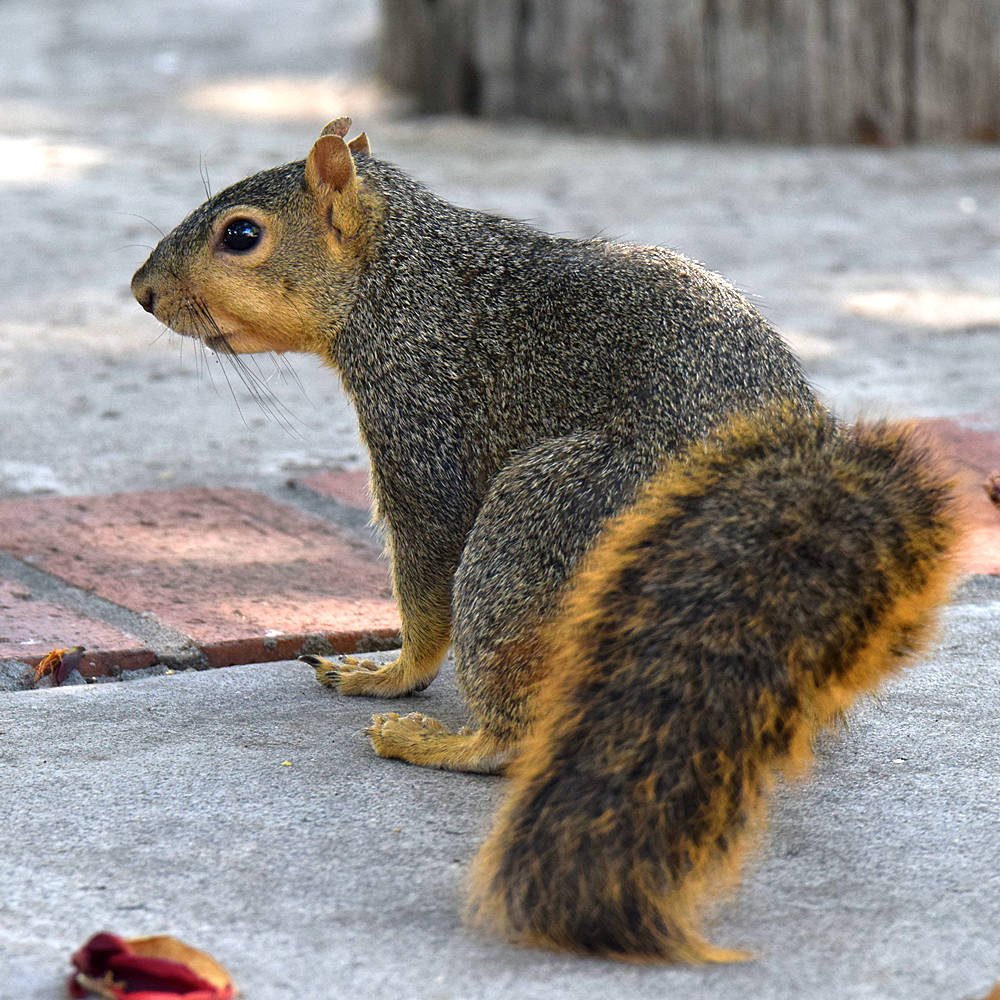 Squirrel.jpg