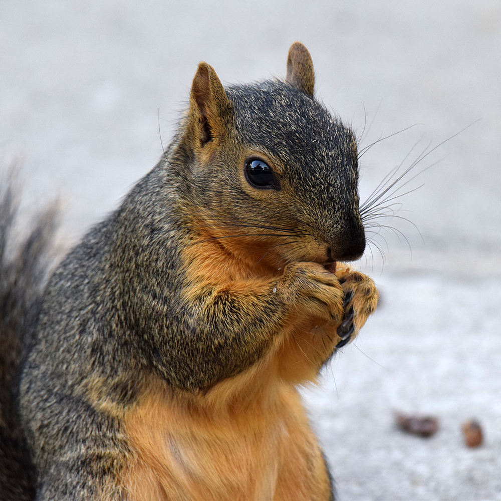 Squirrel.jpg
