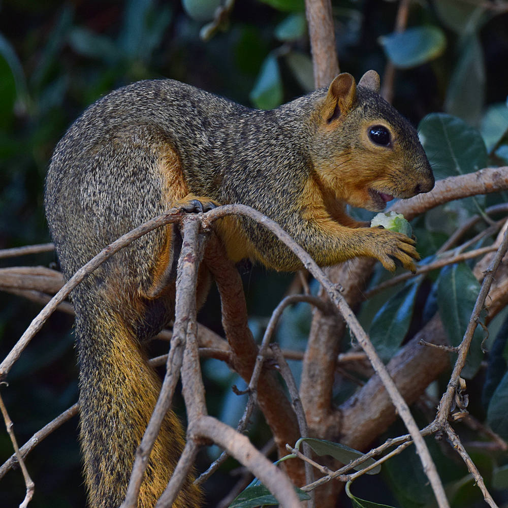 Squirrel.jpg
