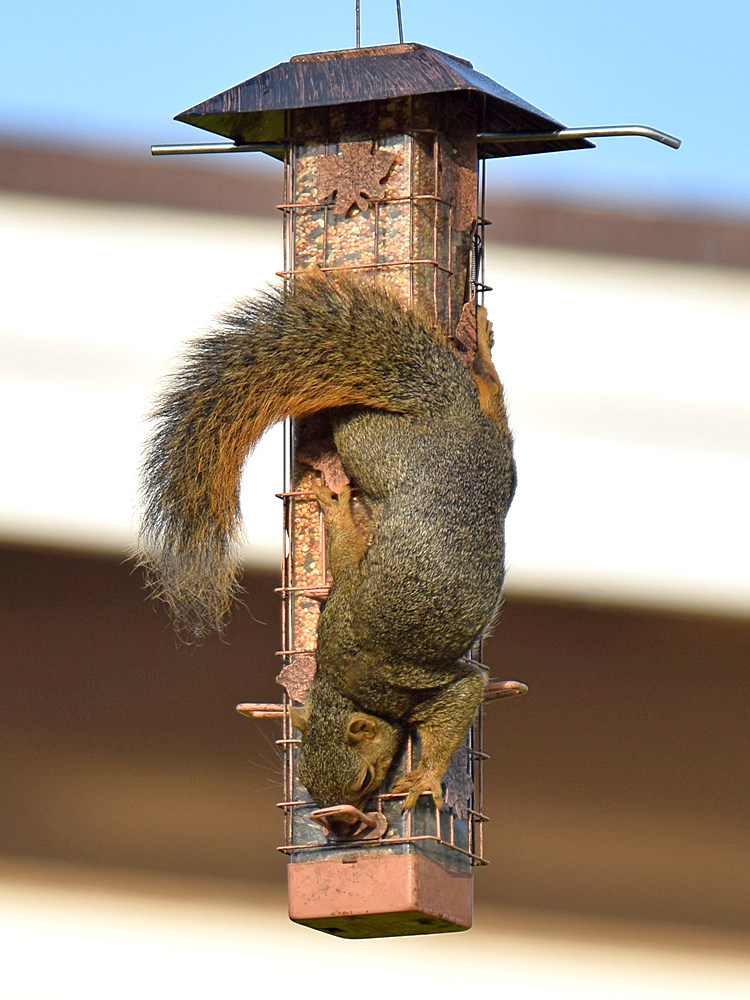 Squirrel.jpg