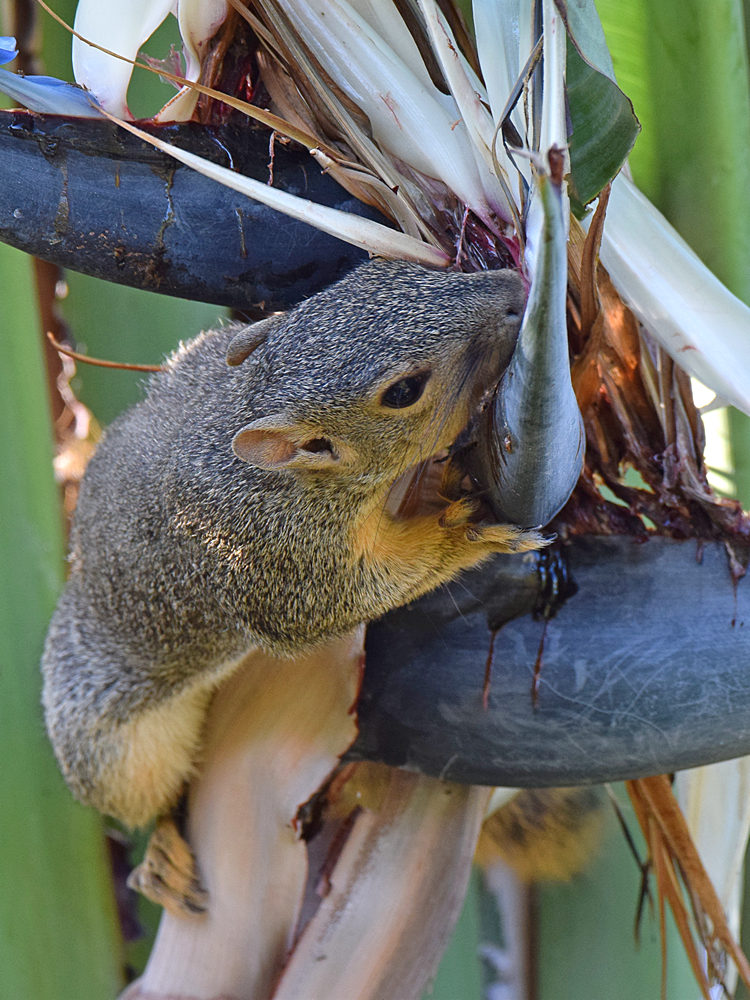 Squirrel.jpg