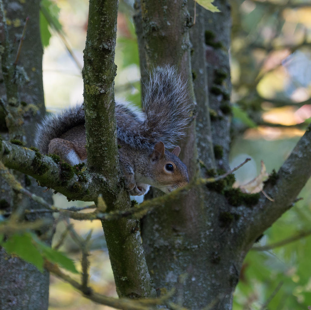 Squirrel.jpg