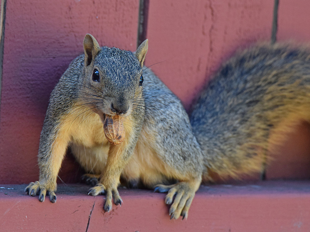 Squirrel.jpg