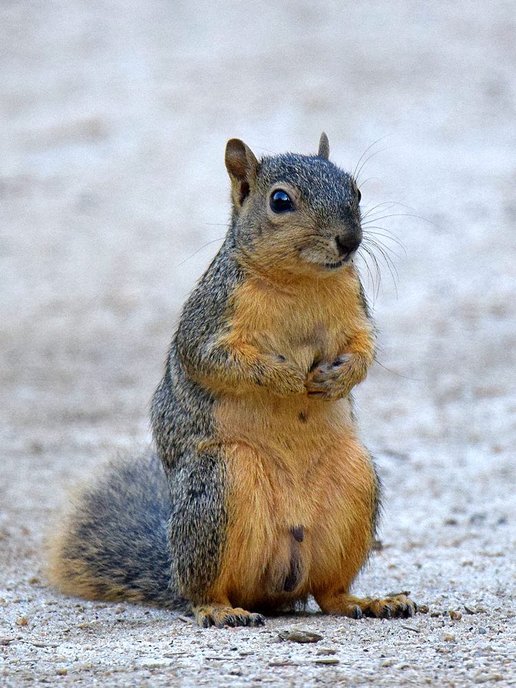 Squirrel.jpg