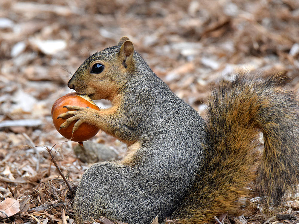 Squirrel.jpg