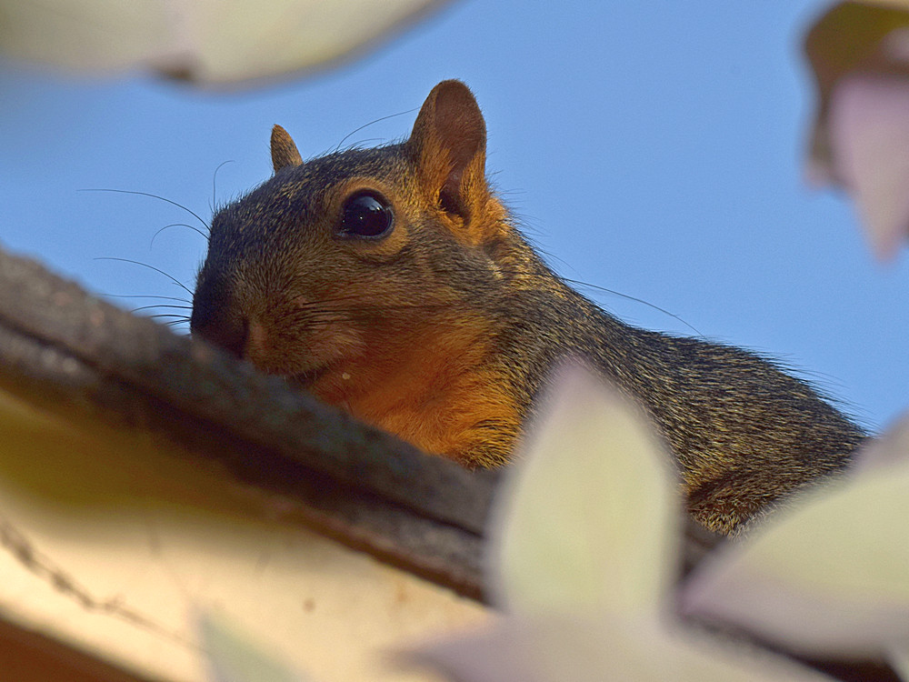 Squirrel.jpg