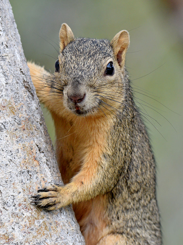 Squirrel.jpg