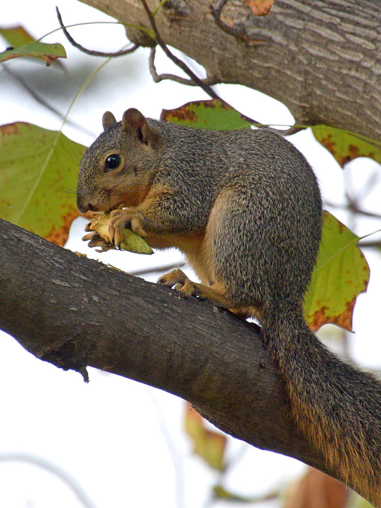 Squirrel.jpg