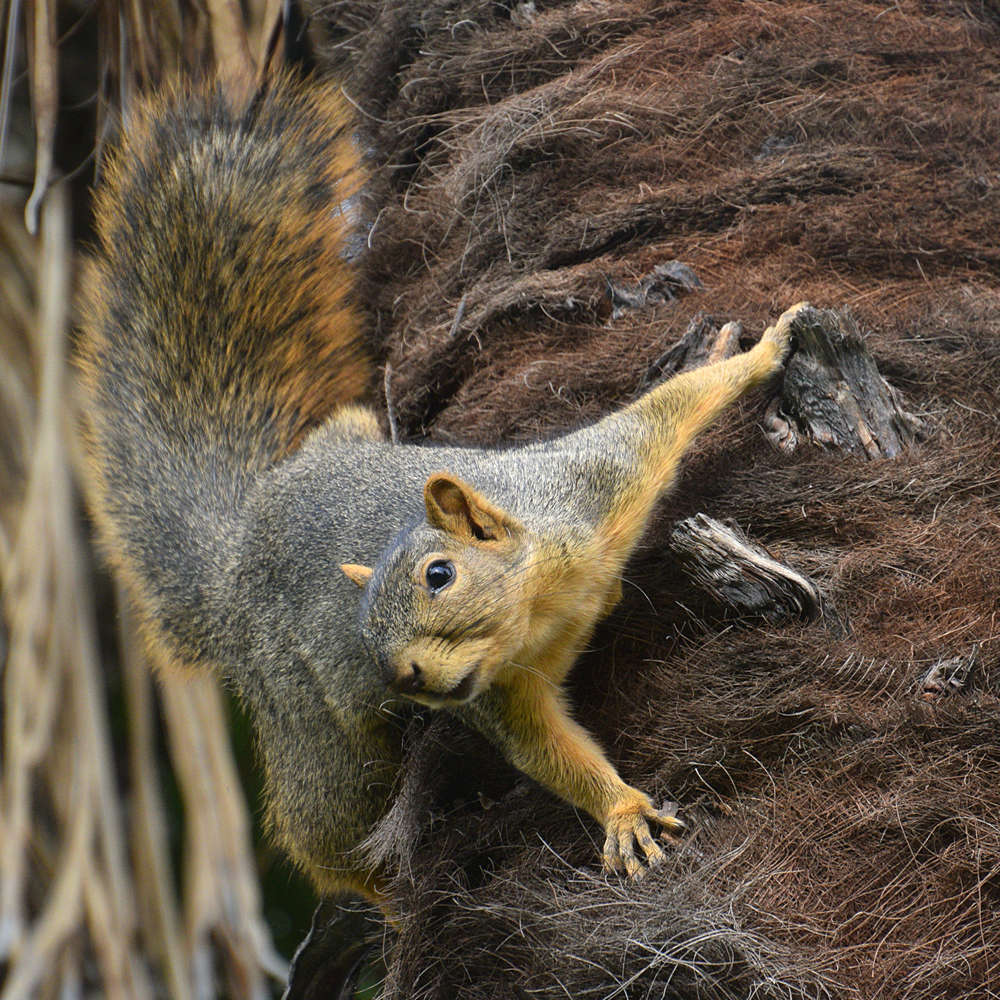 Squirrel.jpg