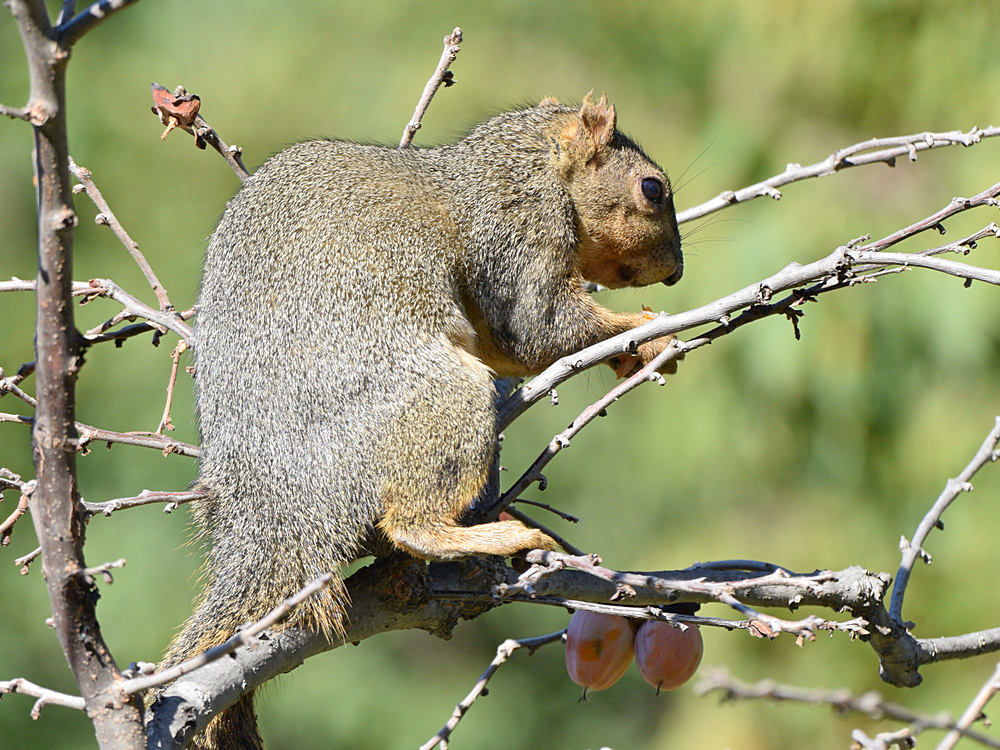 Squirrel.jpg
