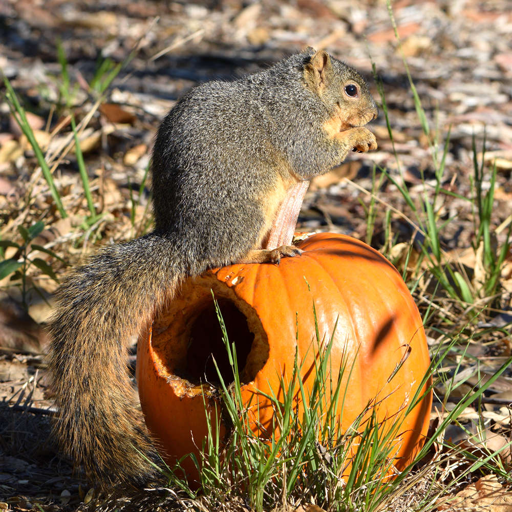 Squirrel.jpg