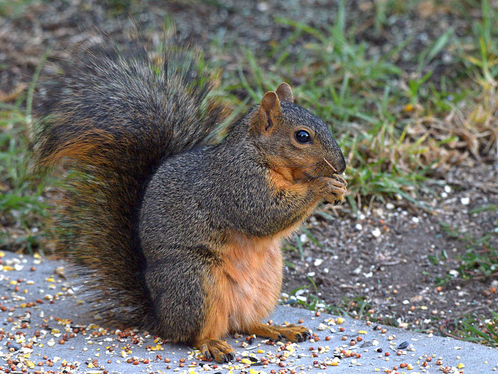 Squirrel.jpg