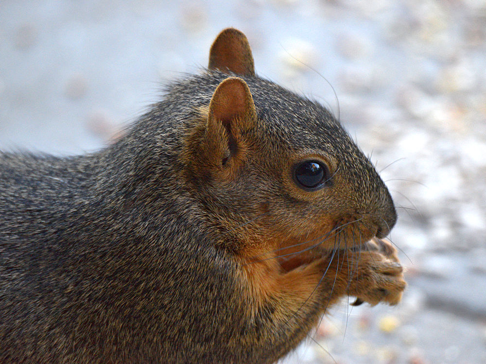 Squirrel.jpg