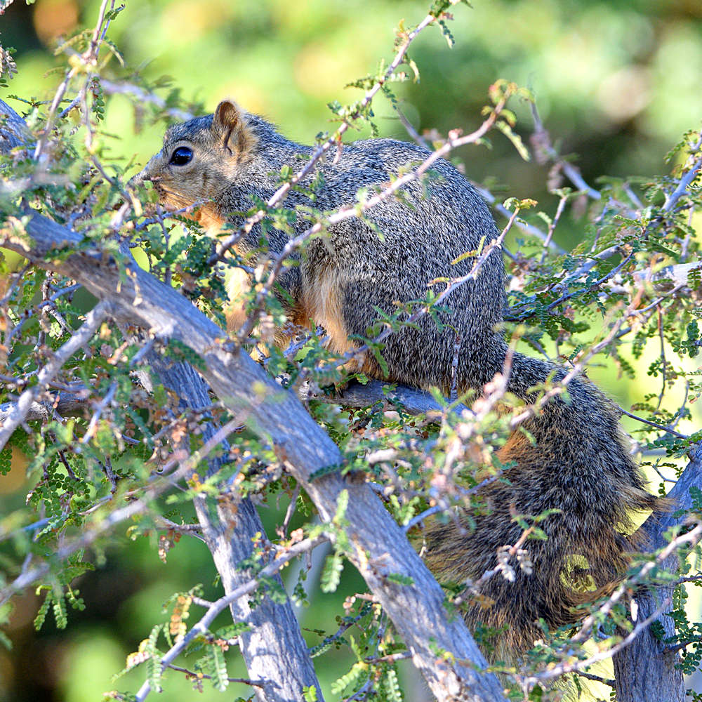 Squirrel.jpg