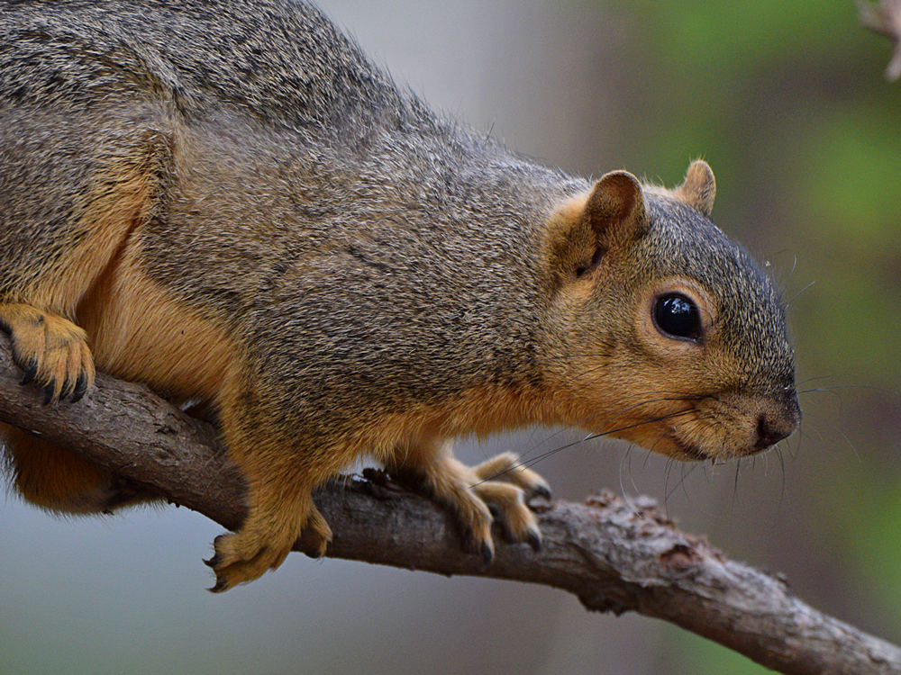 Squirrel.jpg