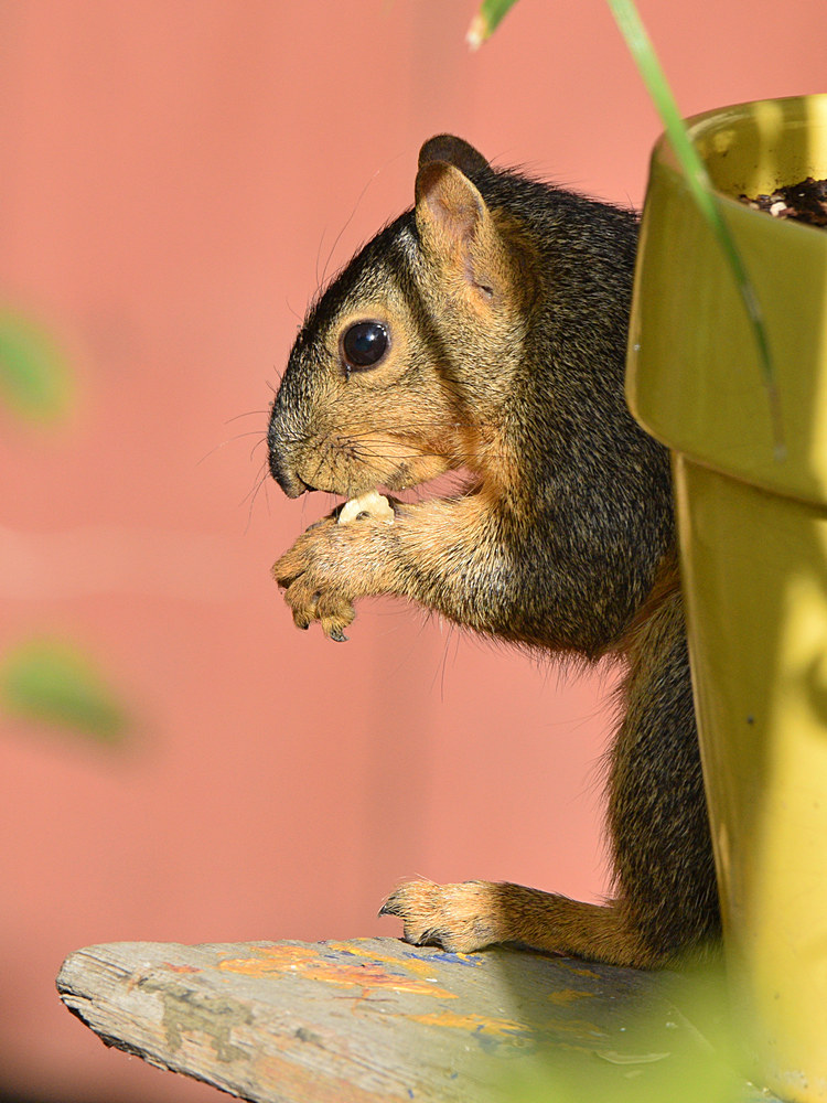 Squirrel.jpg