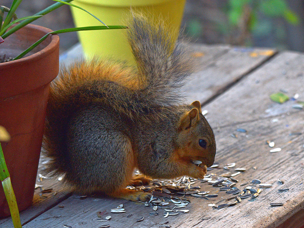 Squirrel.jpg