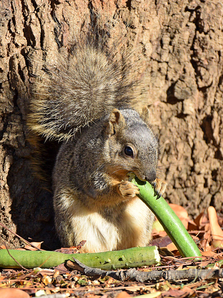 Squirrel.jpg