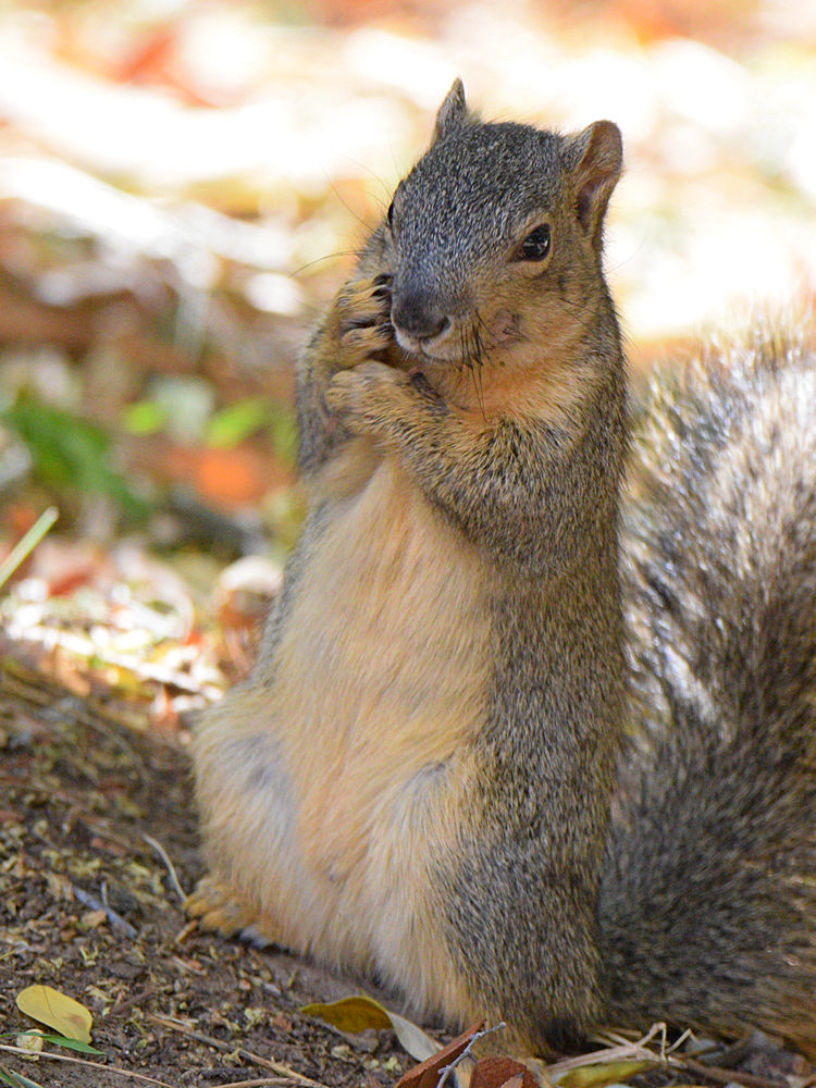 Squirrel.jpg