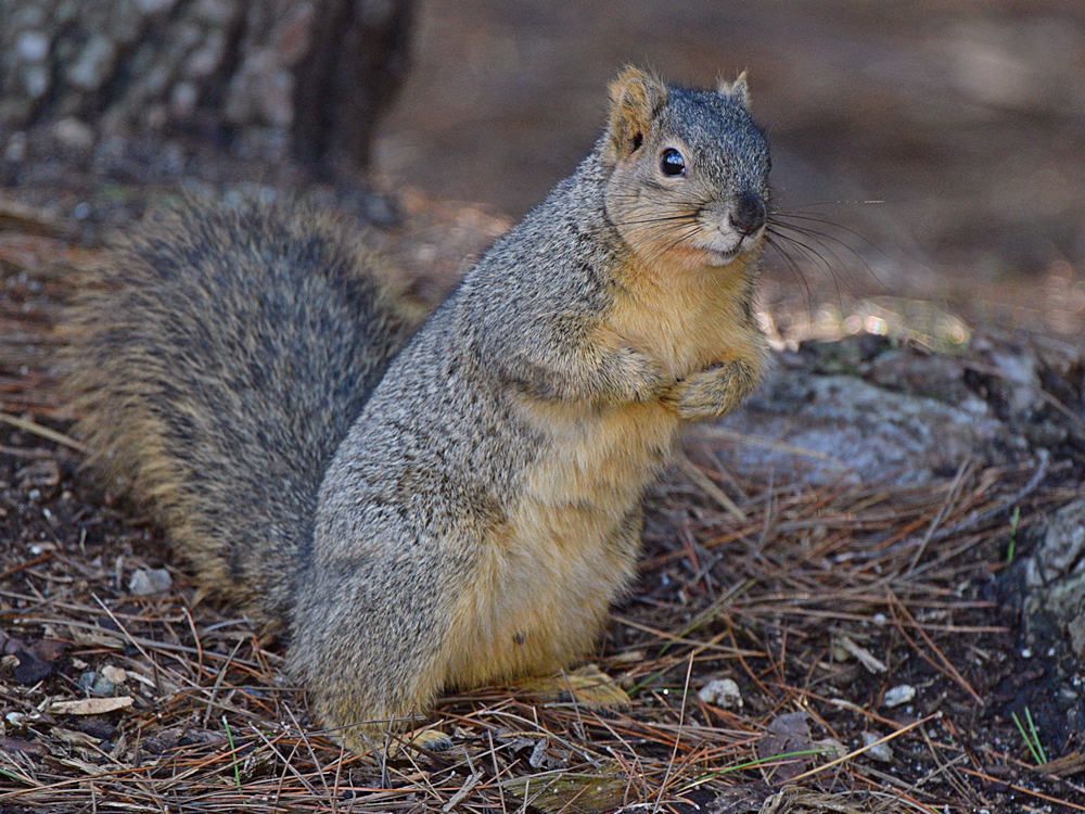 Squirrel.jpg
