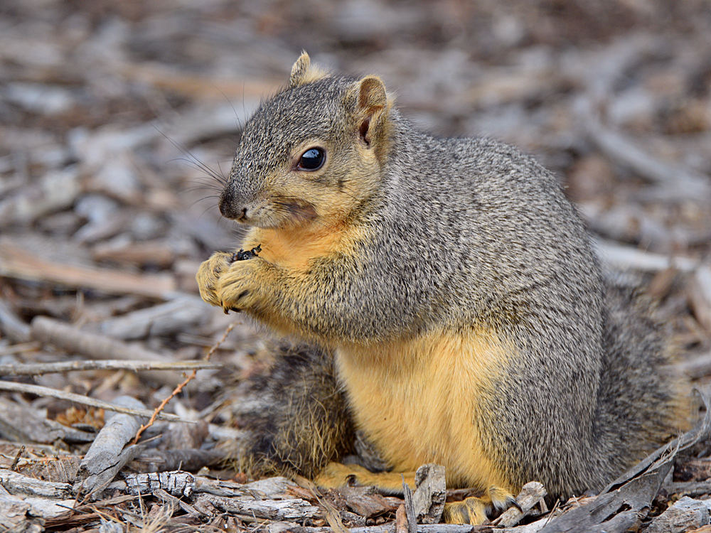 Squirrel.jpg