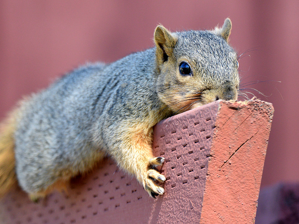 Squirrel.jpg