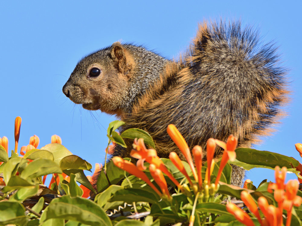 Squirrel.jpg