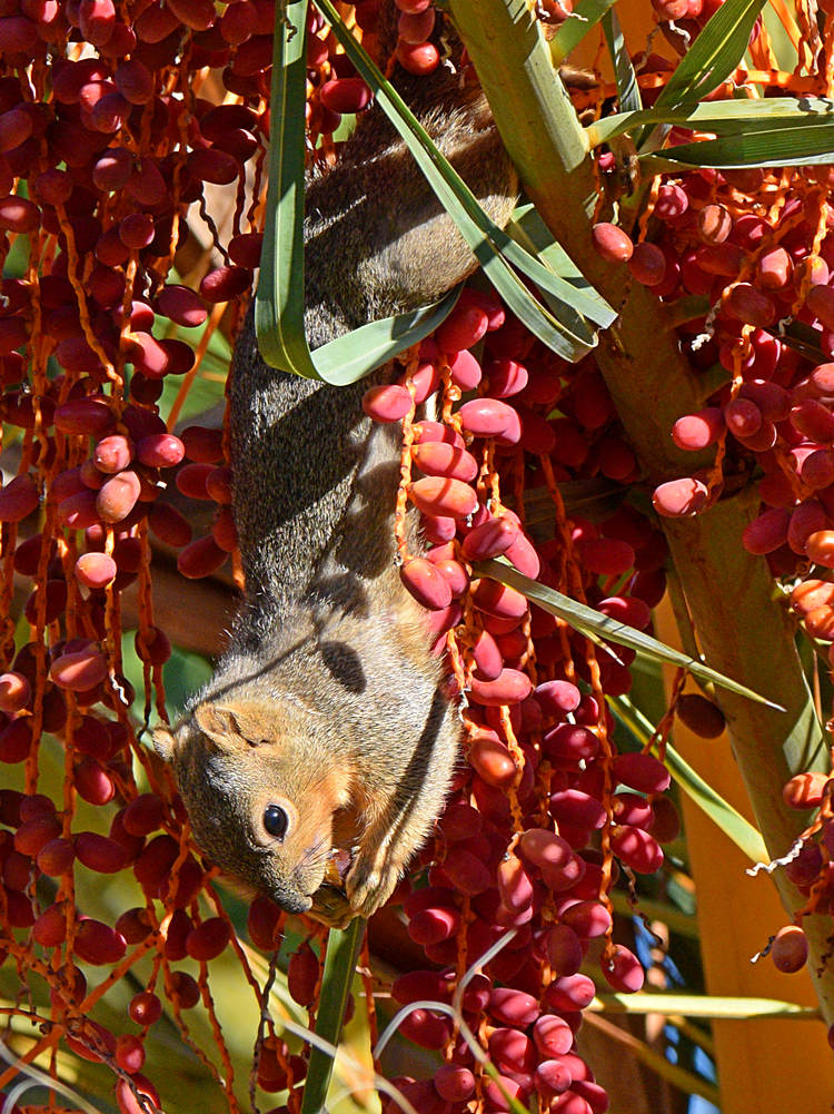 Squirrel.jpg