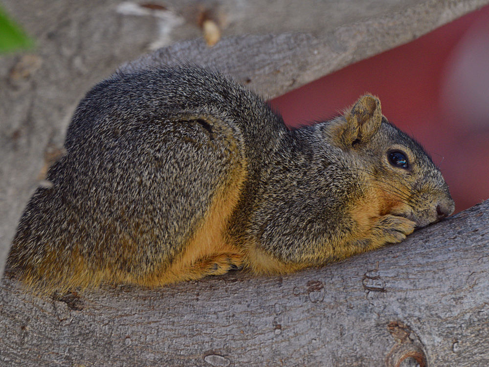 Squirrel.jpg