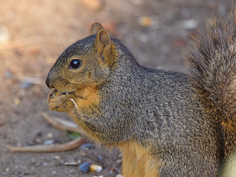 Squirrel.jpg