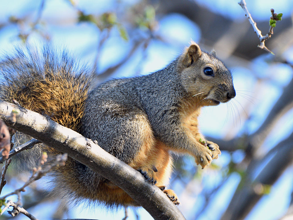 Squirrel.jpg