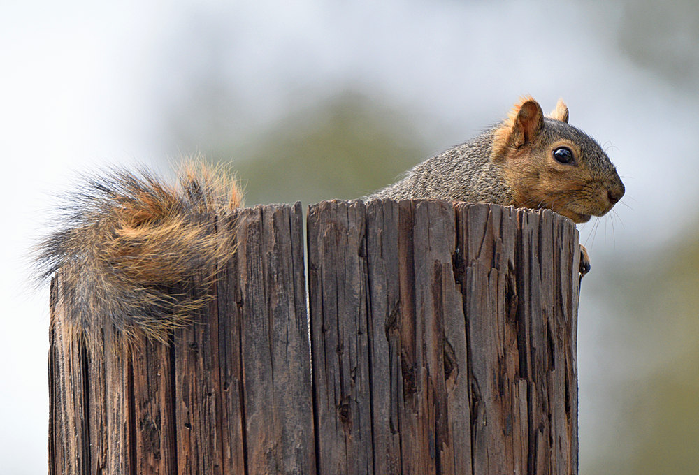 Squirrel.jpg