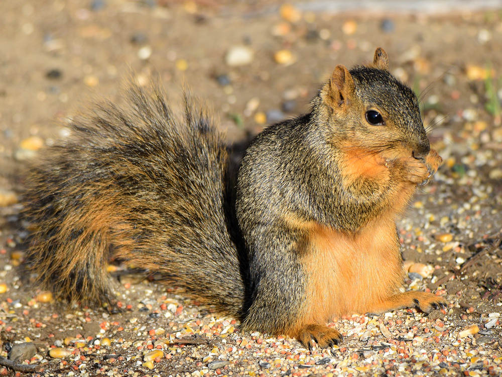 Squirrel.jpg