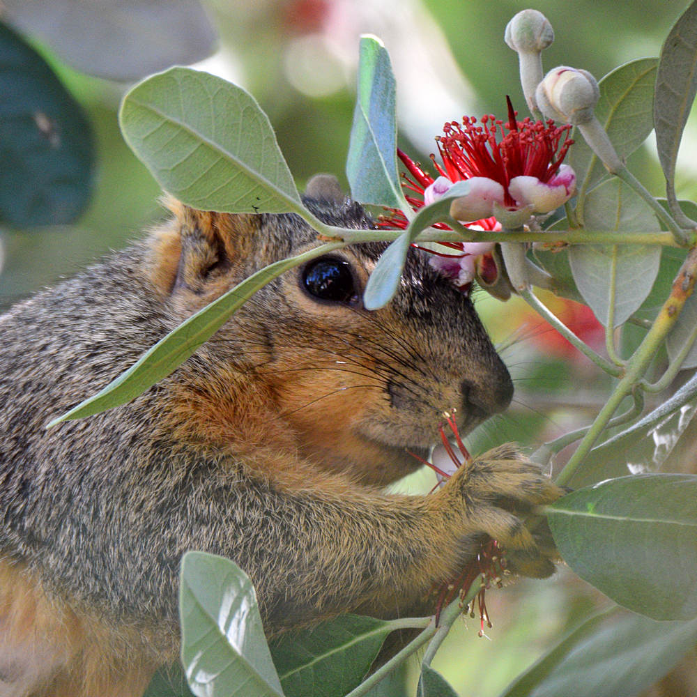 Squirrel.jpg