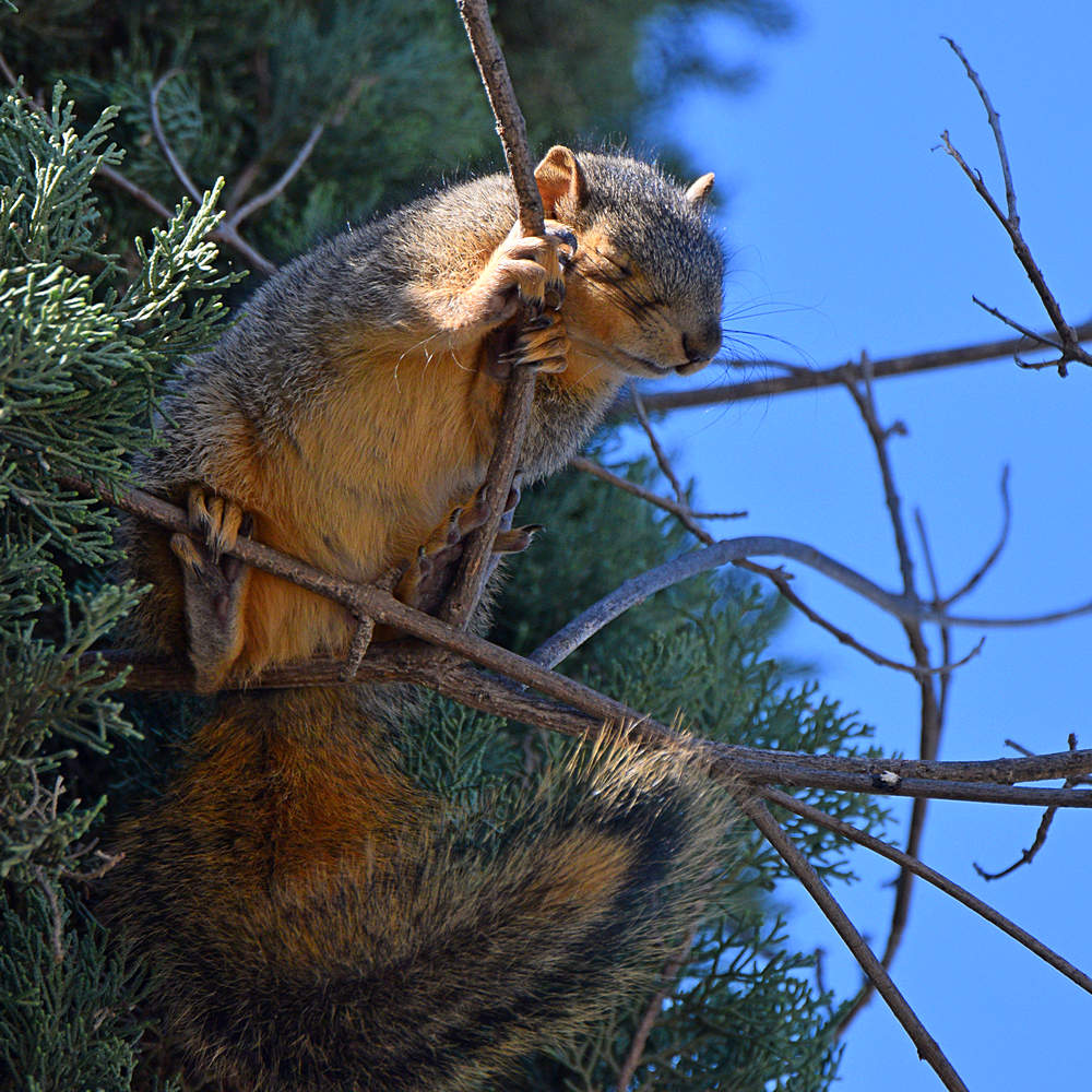 Squirrel.jpg