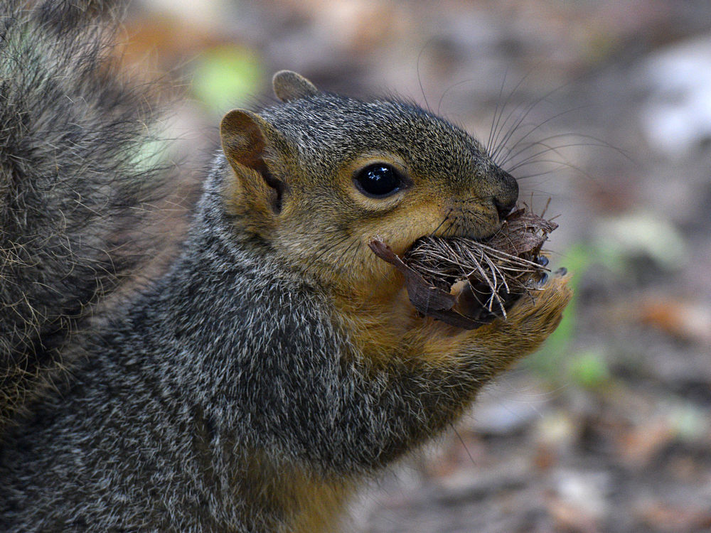 Squirrel.jpg
