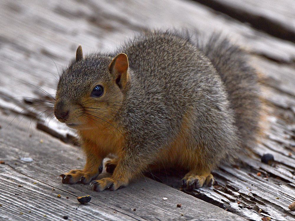 Squirrel.jpg