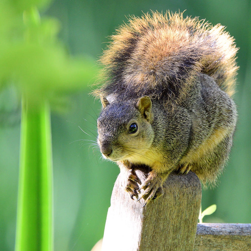 Squirrel.jpg