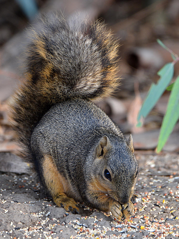 Squirrel.jpg